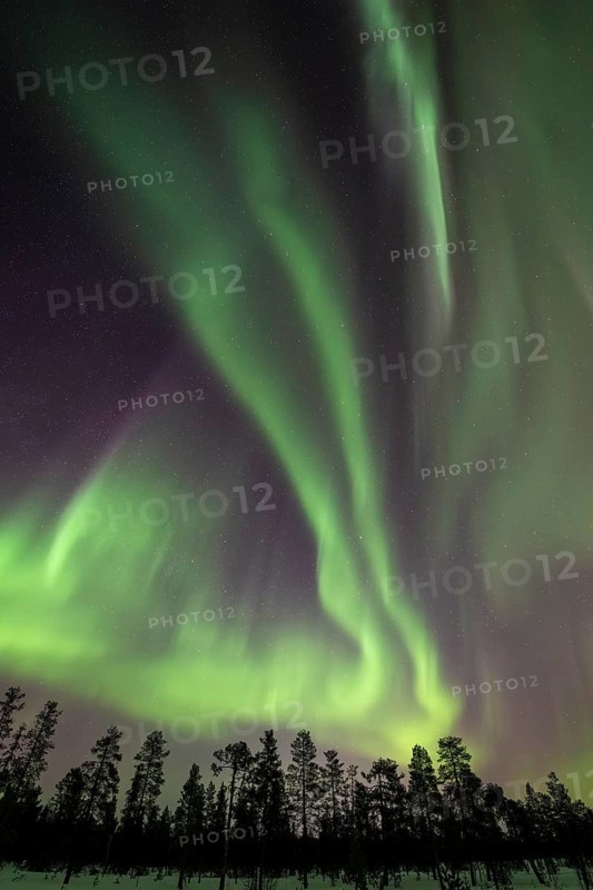 Northern Lights (Aurora borealis), Muddus National Park, Laponia World Heritage Site, Norrbotten, Lapland, Sweden, March 2025