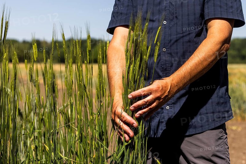 Leibniz Institute of Plant Genetics and Crop Plant Research (IPK) . Experimental field. Einkorn wheat (Triticum monococcum)