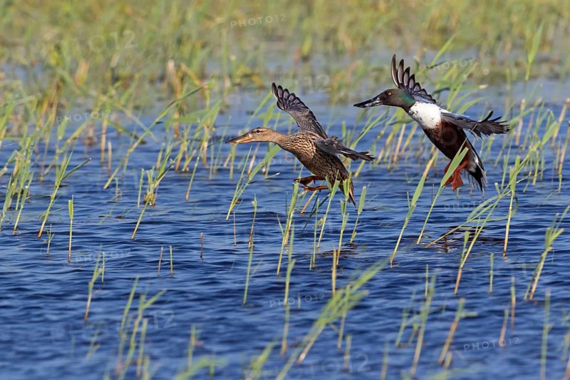 Shoveler, (Anas clypeata), flight photo, animals, birds, ducks, duck family, pair, male and female, drake, Lake Neusiedl, Illmitz, Burgenland, Austria