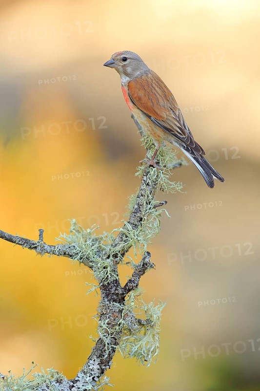 Common Linnet (Linaria cannabina) male, Andalusia, Spain