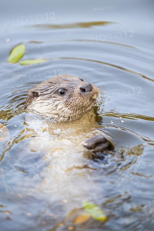 Eurasian otter (Lutra lutra) swimming in the water, Hesse, Germany