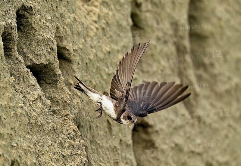 Sand martin (Riparia riparia), taking off from its breeding tube, Reussegg nature reserve, Canton Aargau, Switzerland
