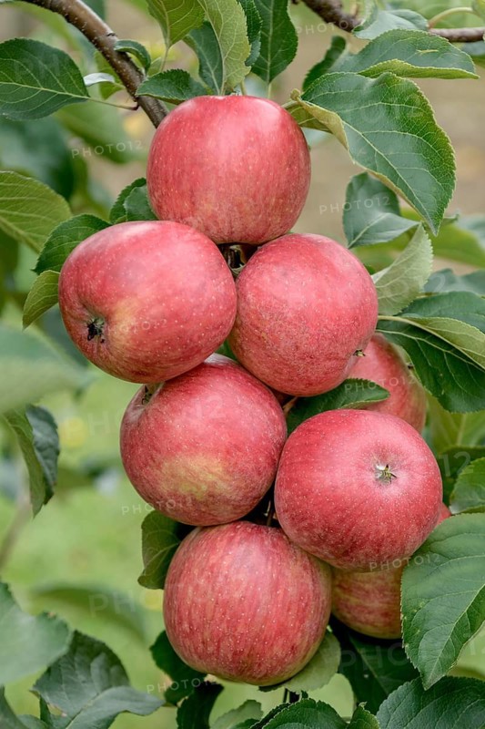 Apple (Malus domestica 'Resi'),  Germany