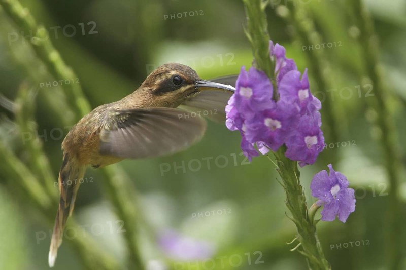 Stripe-throated Hermit (Phaethornis striigularis), Costa Rica