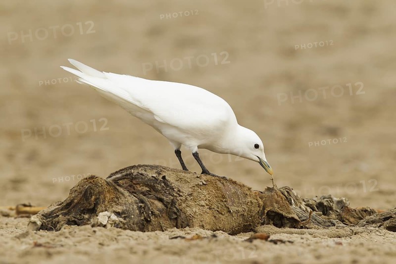 Ivory Gull (Pagophila eburnea), California, USA