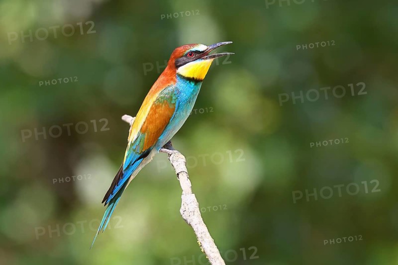 European bee-eater (Merops apiaster) sitting on a branch covered with green lichen, Lake Neusiedl, Burgenland, Austria