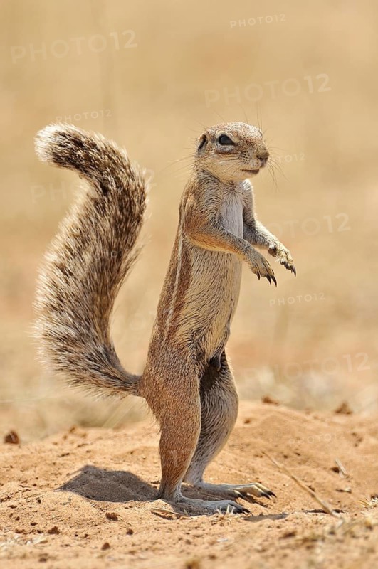 Cape Ground Squirrel (Xerus Inauris) standing upright, Etosha National Park, Namibia
