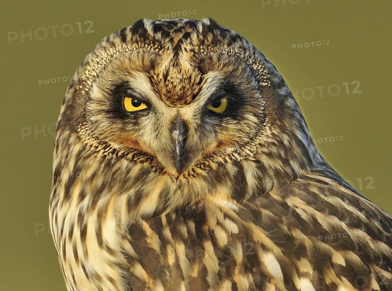 Short-eared Owl (Asio flammeus), British Columbia, Canada
