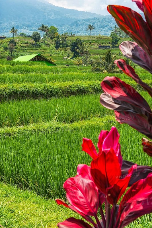 Jatiluwih, rice terrace, rice, agriculture, agriculture, club lily (Cordyline fructosia), tropical plant, flower, red, export, tourism, travel, landscape, UNESCO, Bali, Indonesia