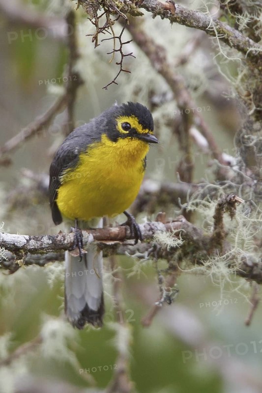 Spectacled Redstart (Myioborus melanocephalus) perched on a branch in Bolivia, South America