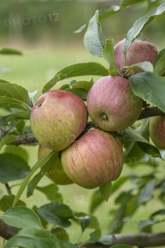 Apple (Malus domestica 'Gewürzluiken'), Bundessortenamt Prüfstelle Wurzen, Wurzen, Saxony, Germany
