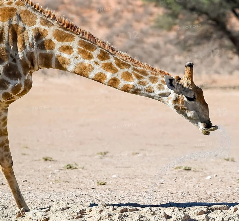 Cape giraffe (Giraffa giraffa giraffa) drinking, funny, Kgalagadi Transfrontier National Park, Northern Cape, South Africa