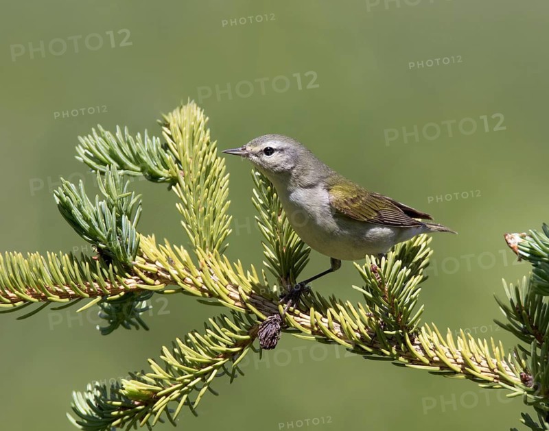 Tennessee Warbler, Leiothlypis peregrina, perched in a woodland at Cypress Hills Interprovincial Park, Saskatchewan