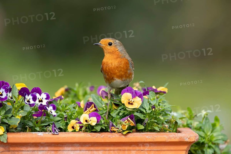 European robin (Erithacus rubecula) adult garden bird on a flower pot with Pansy or Viola flowers in spring, England, United Kingdom