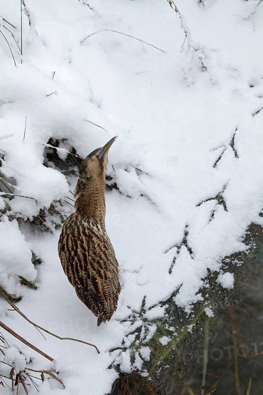 Eurasian Bittern (Botaurus stellaris), Saxony-Anhalt, Germany