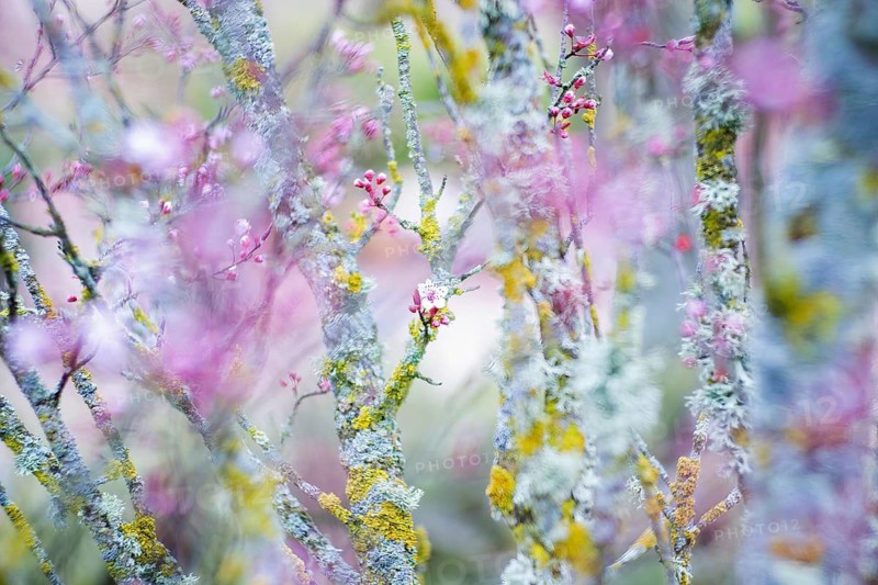 Close-up shot of cherry blossom branches adorned with vibrant pink flowers, contrasted by rough, moss covered trunks and twigs