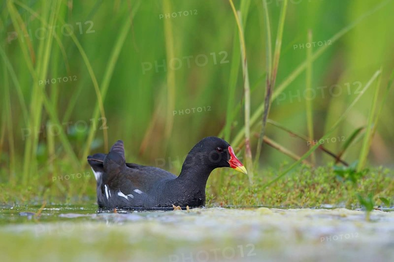 Common Moorhen (Gallinula chloropus) foraging, North Rhine-Westphalia, Germany