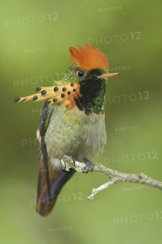 Rufous-crested Coquette (Lophornis delattrei), Trinidad and Tobago