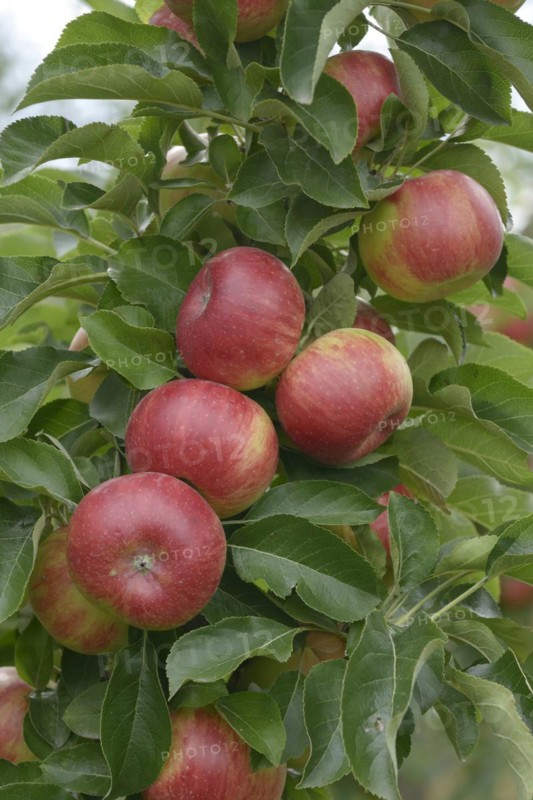 Columnar apple (Malus domestica 'Sonate'), Bundessortenamt Prüfstelle Wurzen, Wurzen, Saxony, Germany