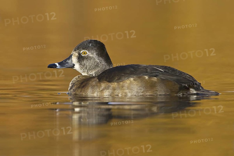 Ring-necked Duck (Aythya collaris) female, British Columbia, Canada