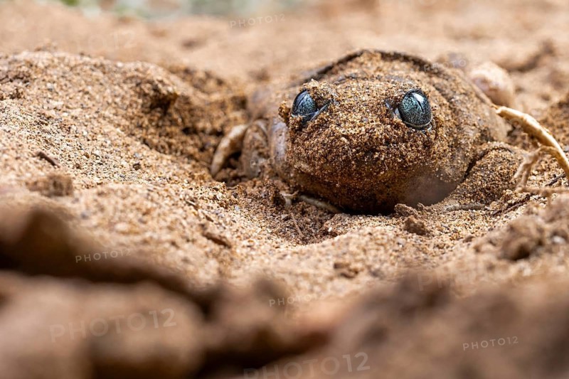 A common spadefoot toad, Pelobates cultripes, blends seamlessly into its sandy habitat, showcasing its natural camouflage abilities Close-up detail highlights its adaptation to the environment