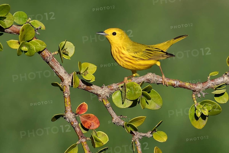 American Yellow Warbler (Setophaga aestiva) perched on a branch, Texas, USA