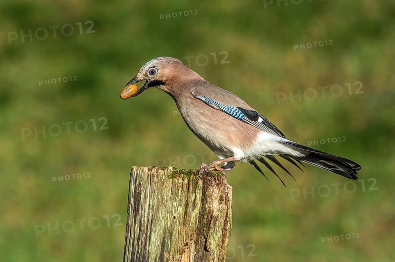 Eurasian Jay (Garrulus glandarius) Jay • Baden-Württemberg, Germany, Baden-Württemberg, Federal Republic of Germany