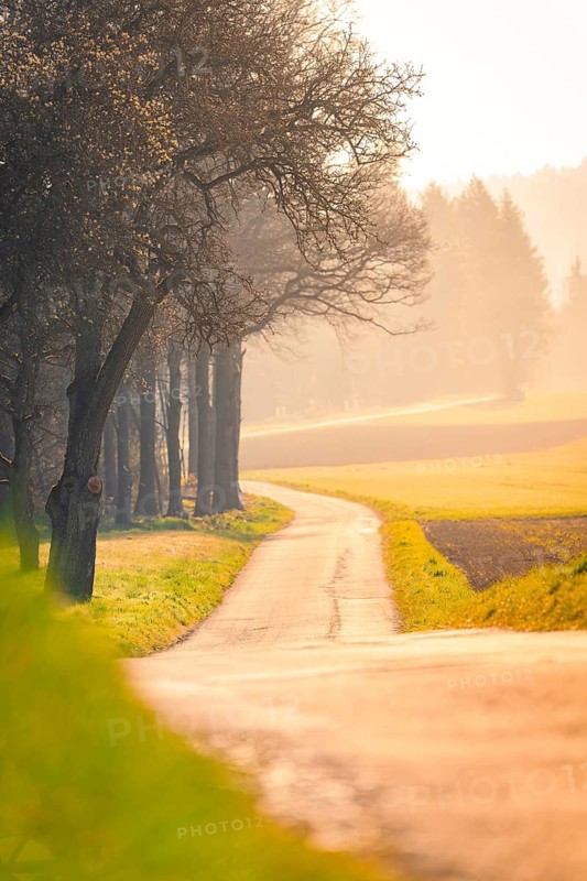 A winding path through a forest at sunset, surrounded by trees and a peaceful atmosphere, Gechingen, district of Calw, Black Forest, Germany