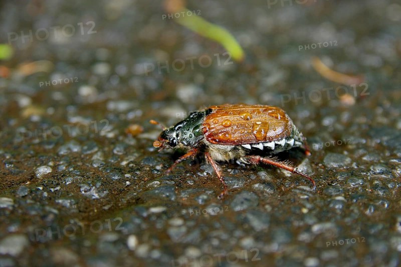 Cockchafer (Melolontha), rain, water droplets, holiday, country road, In rainy weather the cockchafer crawls over the asphalt