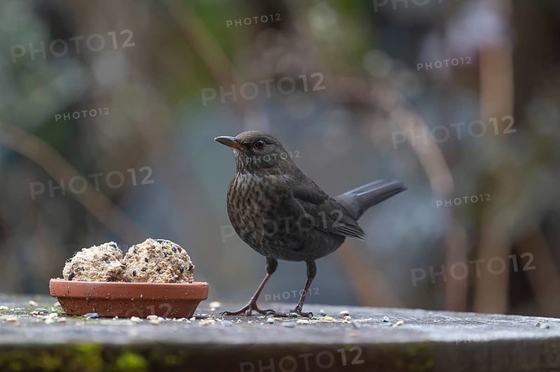 Female blackbird (Turdus) at the feeding place, Bavaria, Germany