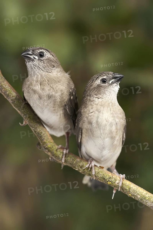 Plum-headed Finch (Neochmia modesta) juvenile