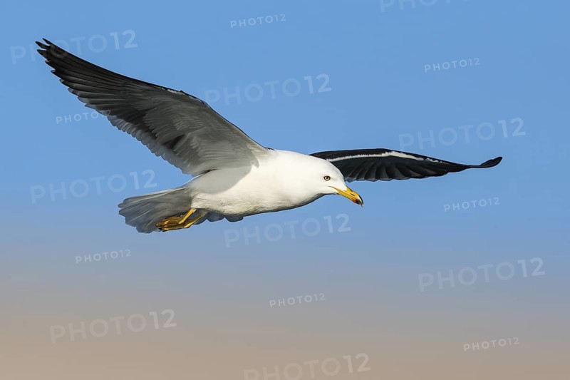 Lesser Black-backed Gull (Larus fuscus) flying, Eilat, Israel