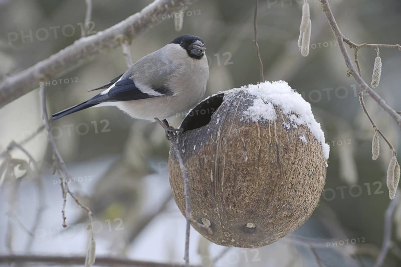 Eurasian Bullfinch (Pyrrhula pyrrhula) female, Saxony, Germany