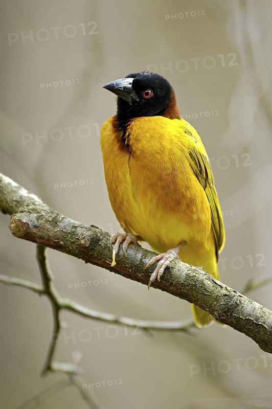Textorweber / Dorfweber (Ploceus cucullatus), Village Weaver, Maennchen, Juli, Heimat: Afrika suedlich der Sahara, captive, Deutschland