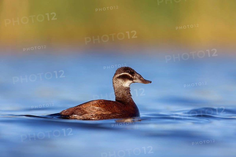 White-headed Ruddy Duck, (Oxyura leucocephala), female, Hides de El Taray Floating Hid, Villafranca de los Caballeros, Castilla La Mancha Toledo, Spain