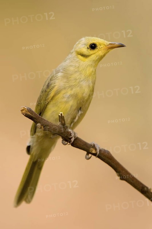 Yellow-tinted Honeyeater (Ptilotula flavescens), Western Australia, Australia