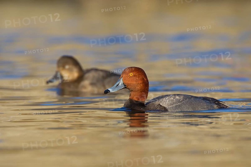Redhead (Aythya americana) pair, Ohio, USA
