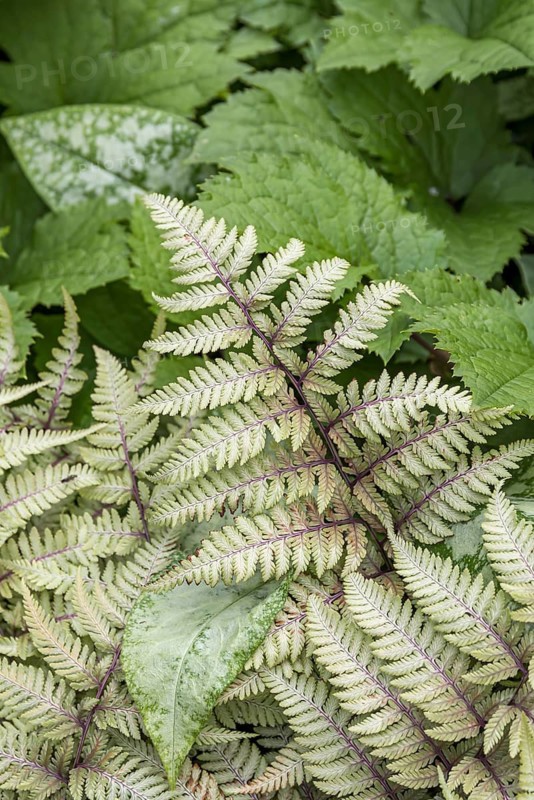 Japanese rainbow fern (Athyrium niponicum var. pictum)