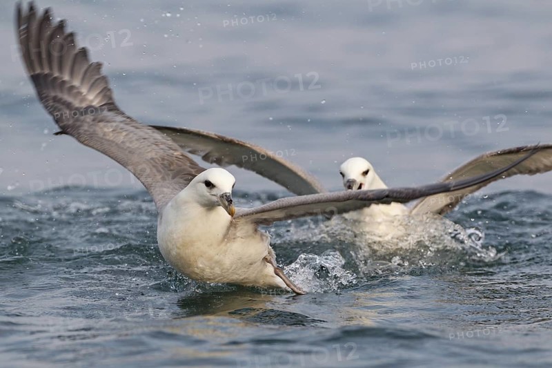 Northern Fulmar (Fulmarus glacialis), Iceland
