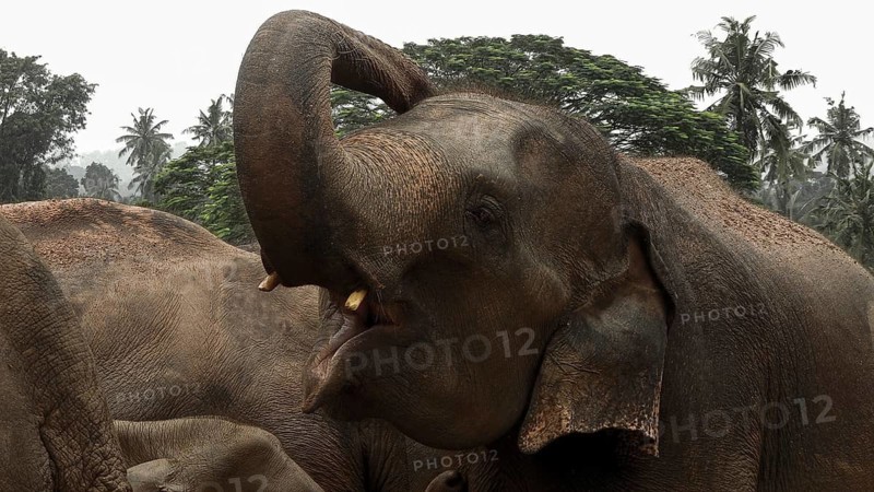 A single Asian elephant (elephas maximus) shows its characteristic head and raises its trunk, Pinnawela Elephant Orphanage, Sri Lanka