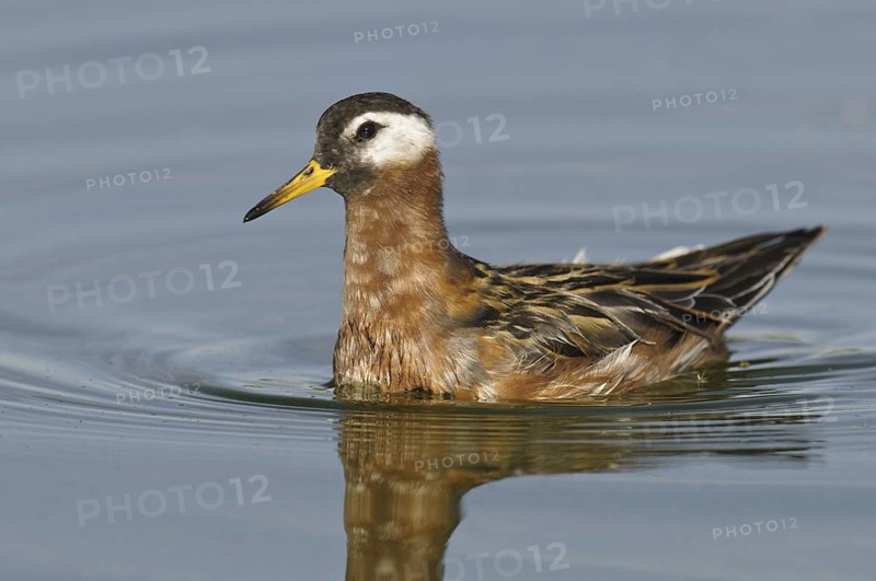 Red Phalarope (Phalaropus fulicarius), Arizona, USA