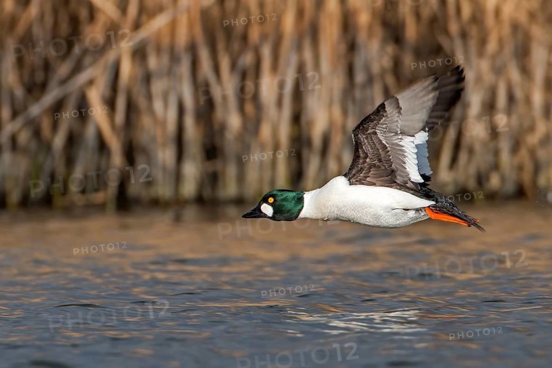 Common Goldeneye (Bucephala clangula) male flying, Saxony-Anhalt, Germany