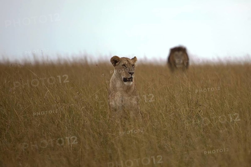 African Lion (Panthera leo) male and female in grassland, Masai Mara, Kenya