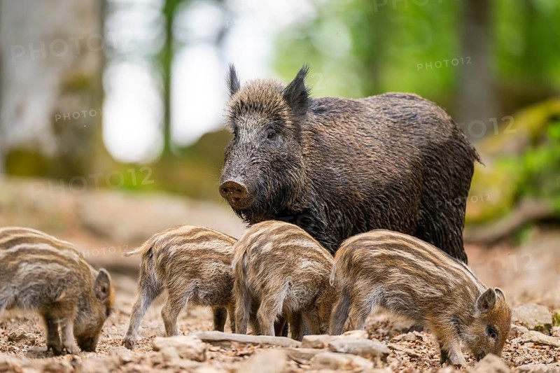 Wild boar (Sus scrofa) mother with her piglets (Squeaker) in a forest, Bavaria, Germany