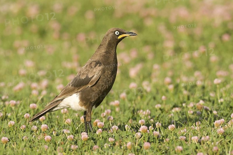 Pied Starling (Lamprotornis bicolor), South Africa