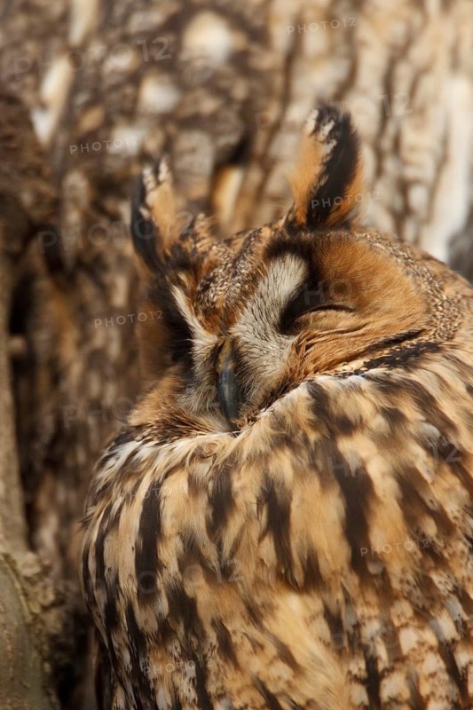 Long-eared Owl (Asio otus), North Rhine-Westphalia, Germany