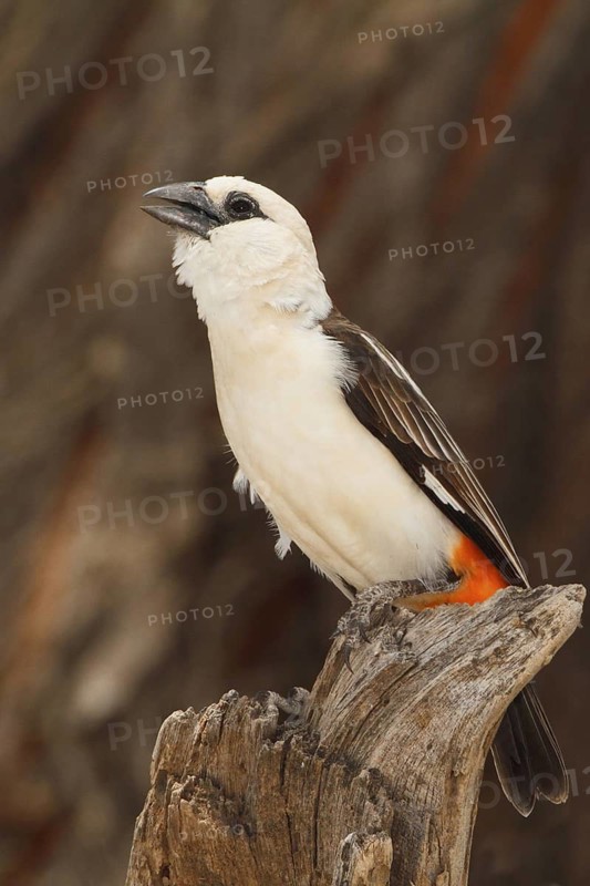 White-headed Buffalo Weaver, bubalornis albiroistris