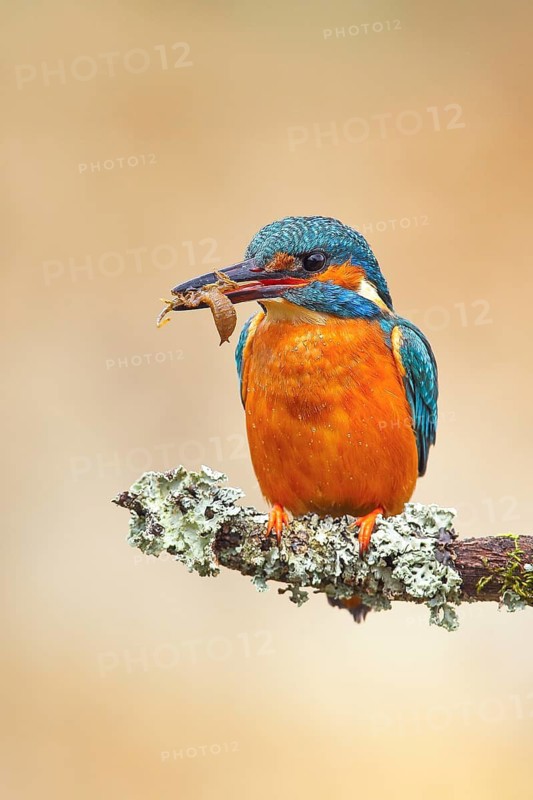 Kingfisher (Alcedo atthis), female sitting on a branch with captured dragonfly larva, wildlife, nature photography, waterfowl, Siegerland, North Rhine-Westphalia, Germany