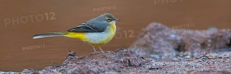 Grey wagtail (Motacilla cinerea), Bergeronnette des ruisseaux, Lavandera Cascadeña, mountain wagtail, songbird species, Slovenska Bistrica area, Slovenska Bistrica, Podravska, Slovenia