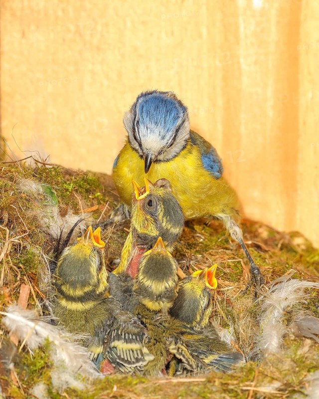 Blue tit (Parus caeruleus), feeding young birds in a nesting box, wildlife, nature photography, animals, birds, songbird, Siegerland, North Rhine-Westphalia, Germany